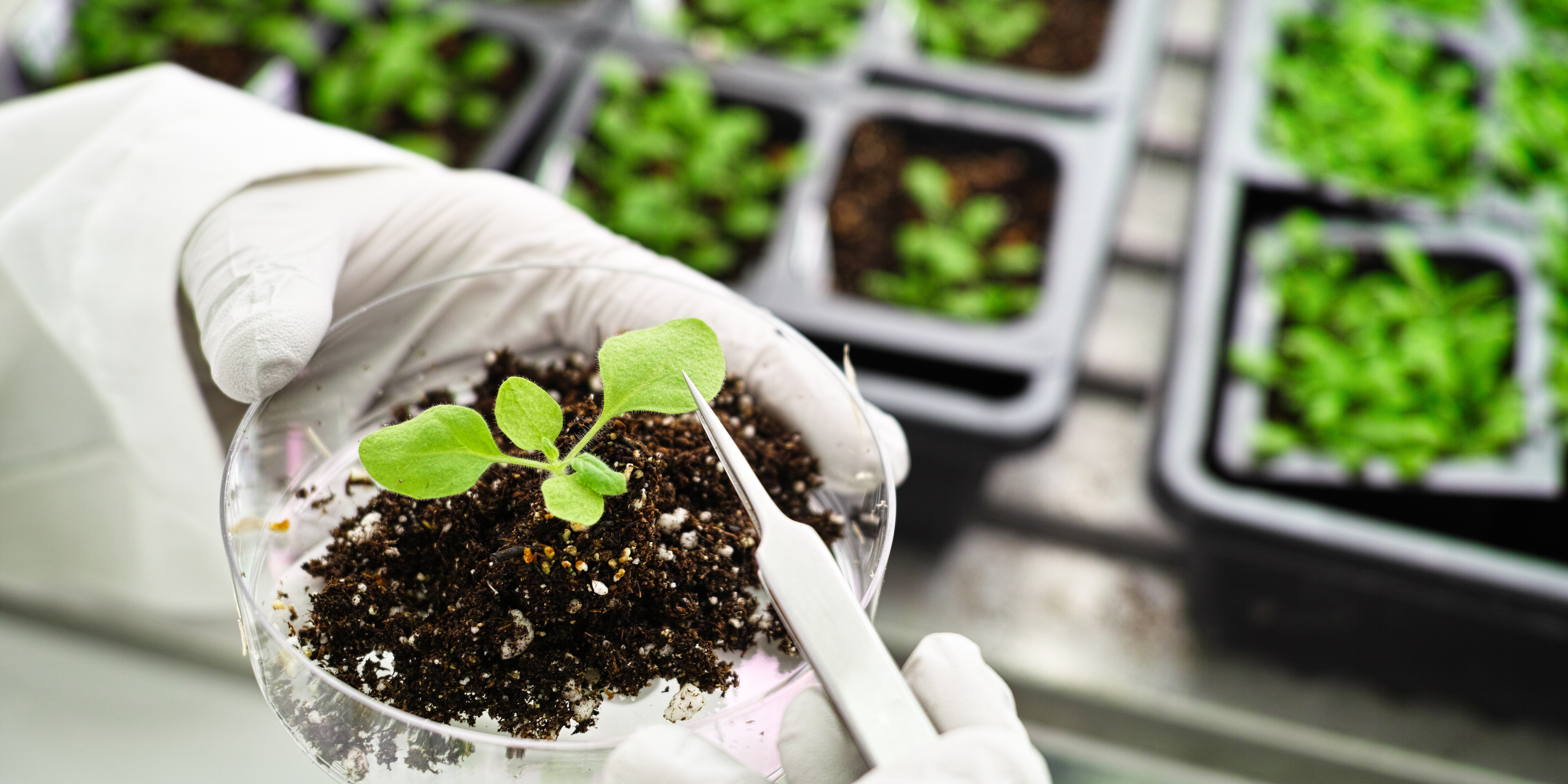 Plant and soil being inspected in a petri dish